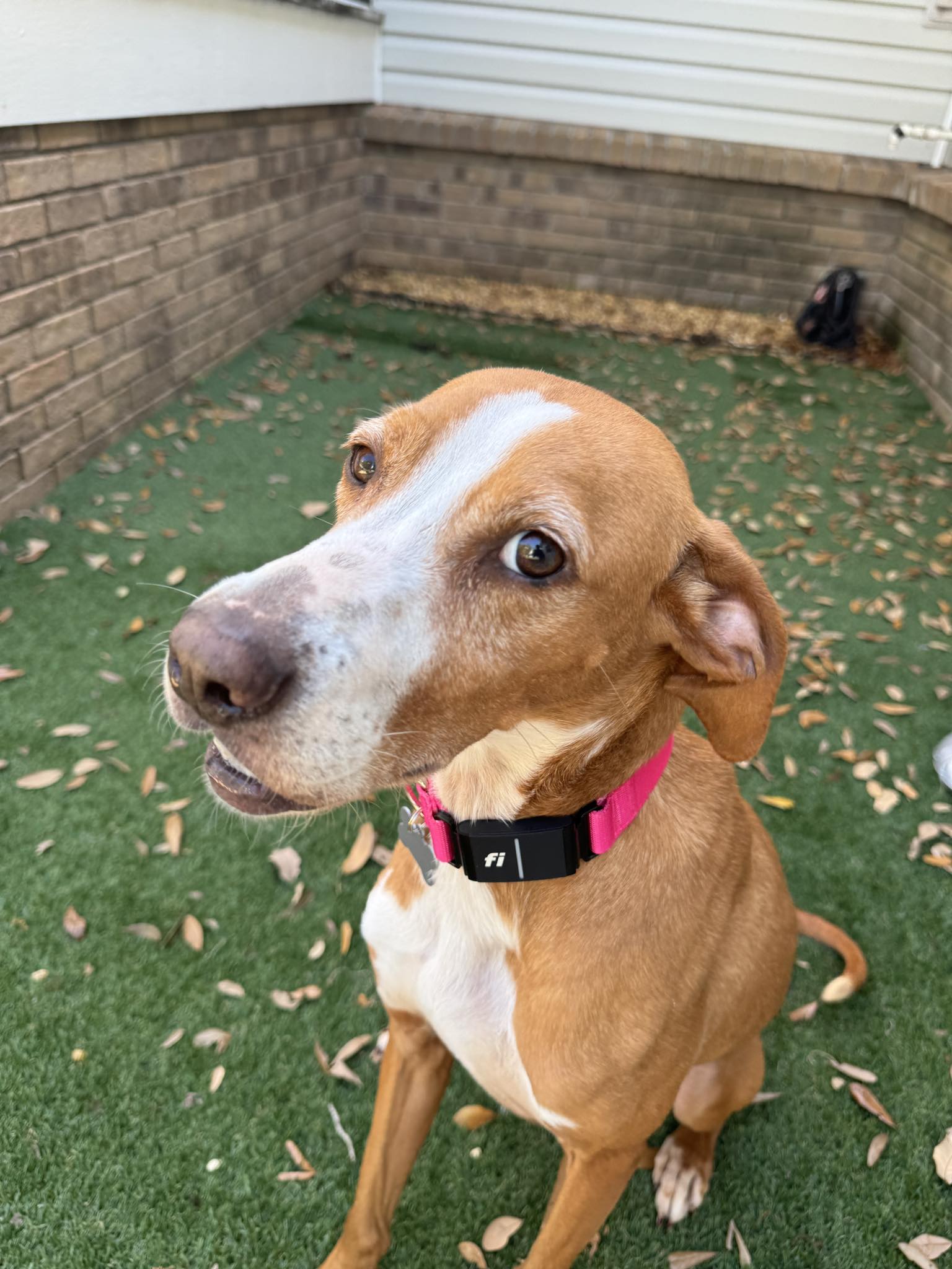 Nova
