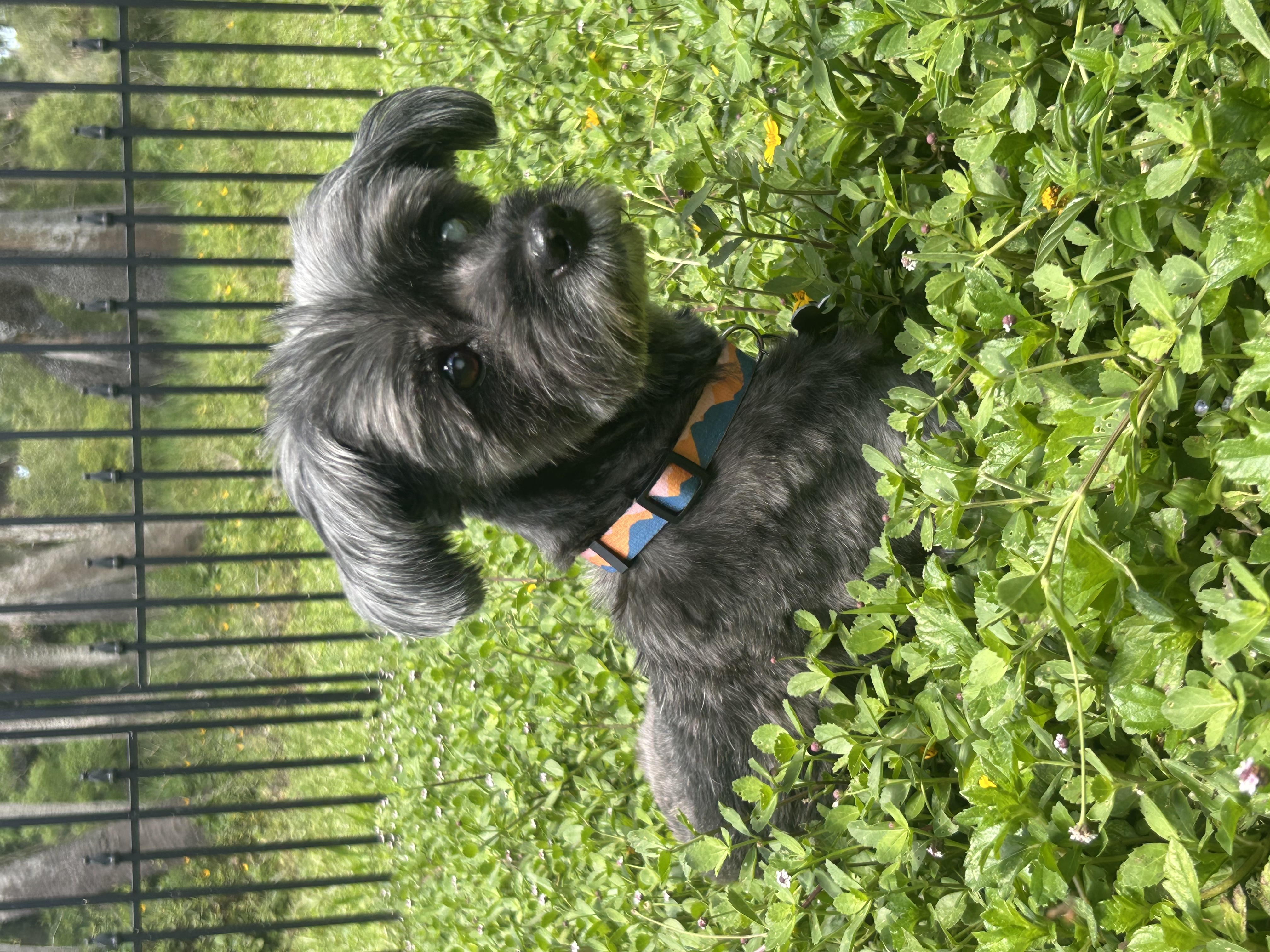 Pieta