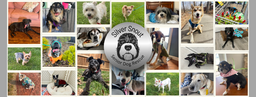 Silver Snout senior dogs